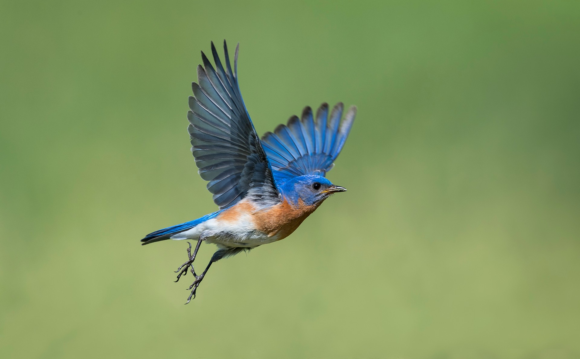 Eastern Bluebird, Sialia sialis, male bird in flight