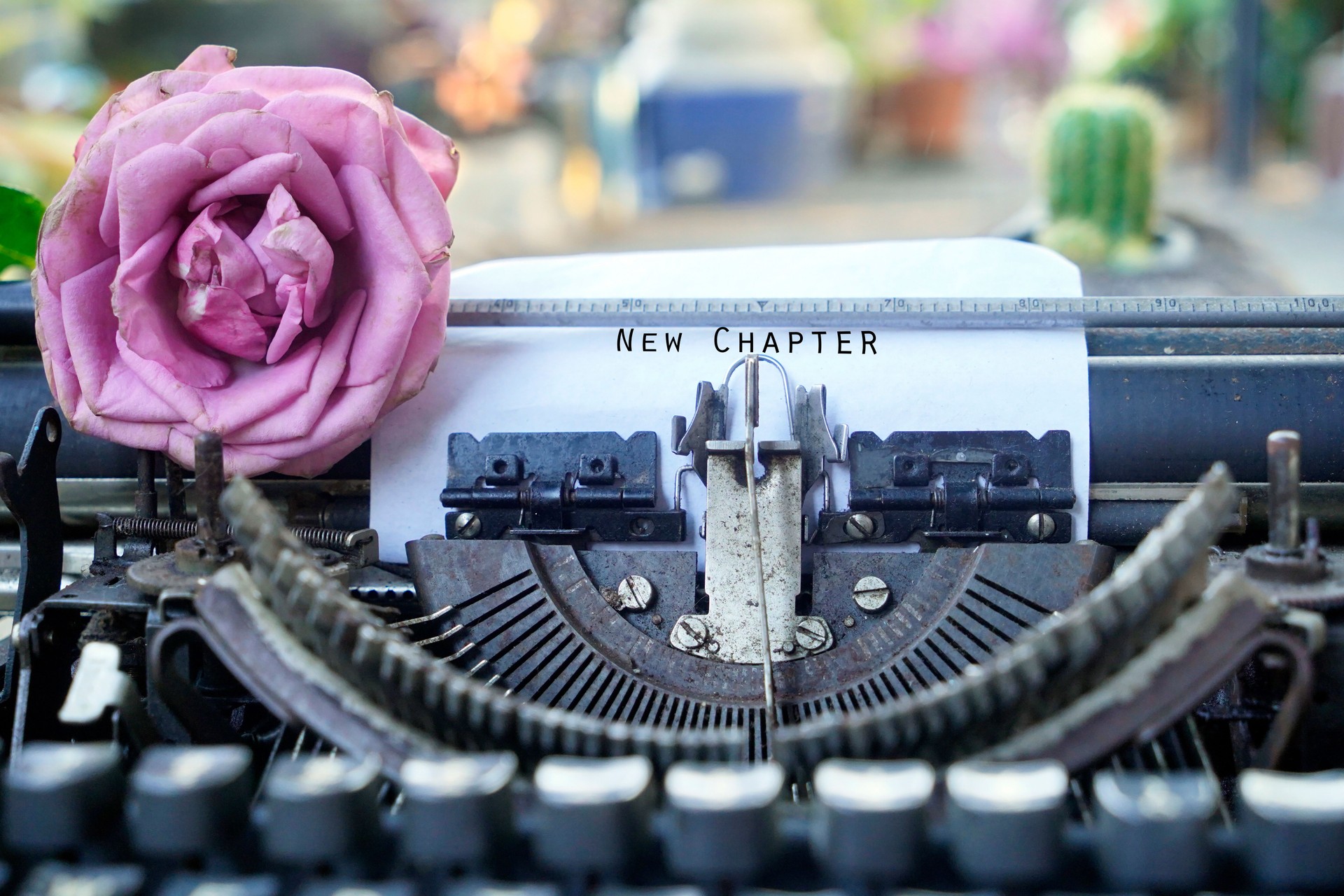 Purple rose on old typewriter with script - New Chapter.